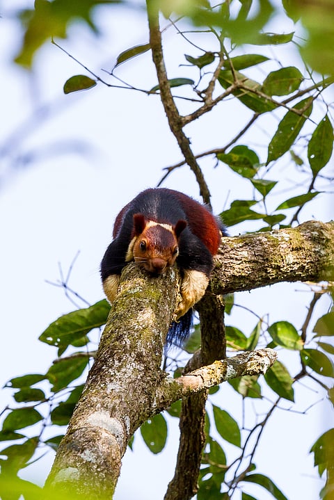 Malabar Giant Squirrel or Ratufa indica in a forest in Periyar, Kerala