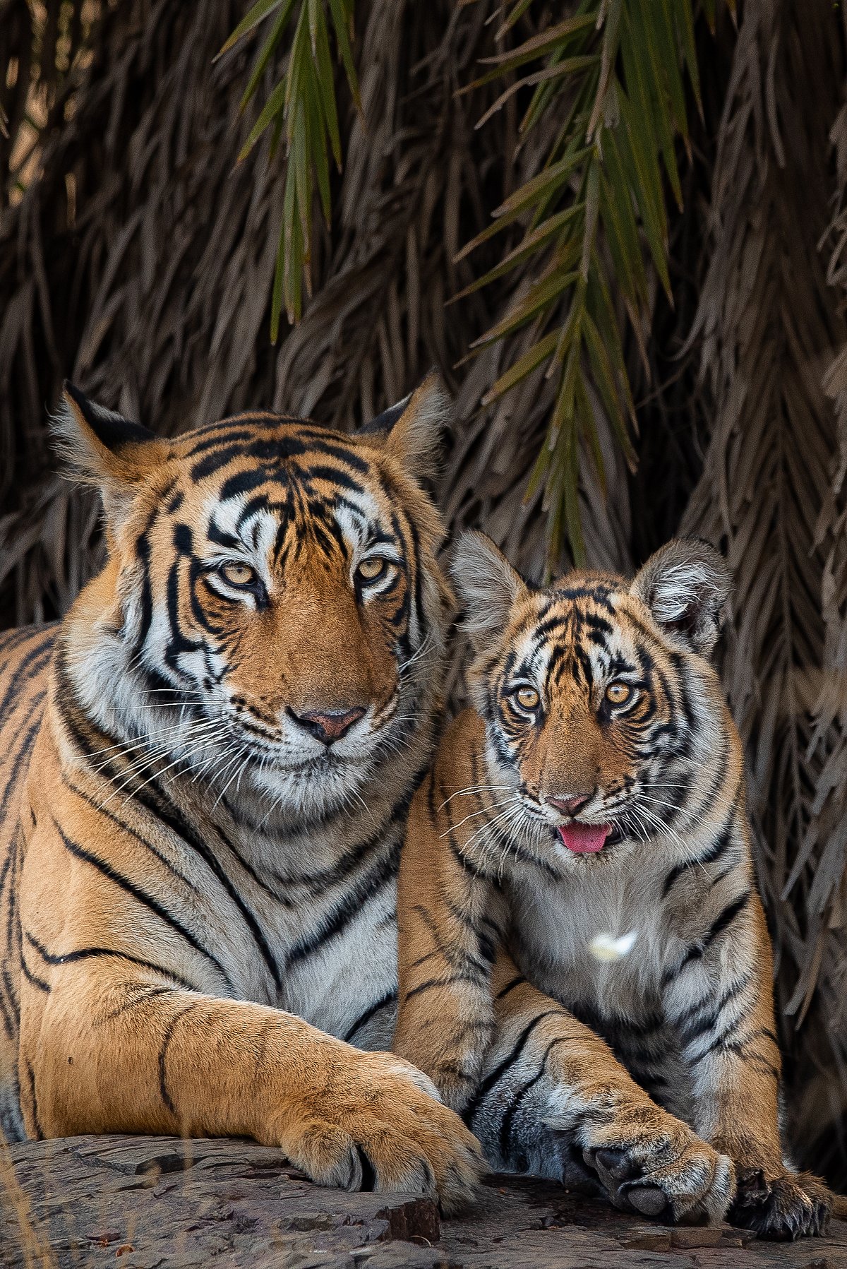 Shutterstock : Tigress Arrowhead with one of her cubs in Ranthambore National Park