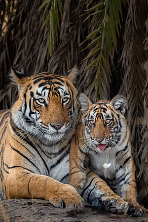 Shutterstock : Tigress Arrowhead with one of her cubs in Ranthambore National Park