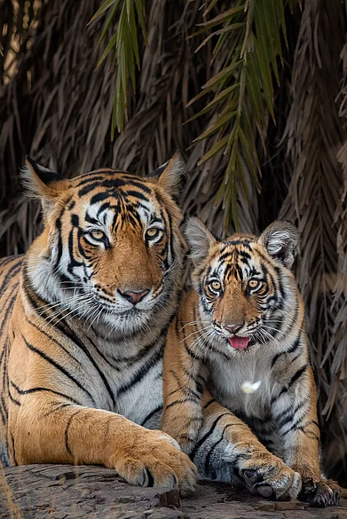 Shutterstock : Tigress Arrowhead with one of her cubs in Ranthambore National Park