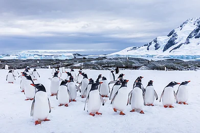 Shutterstock.com : Group of curious Gentoo Penguin