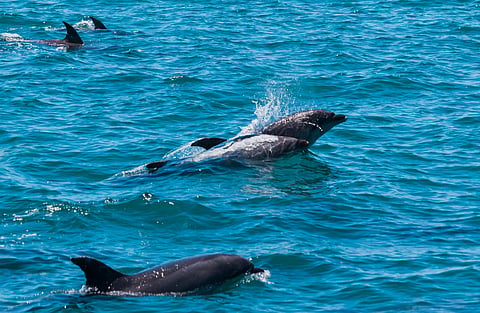 Go Dolphin spotting at Bay of Islands