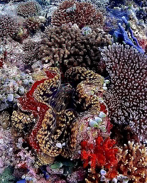 A giant clam in Maaya Thila