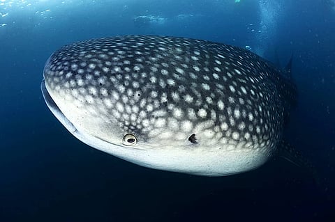 A whale shark in the Maamigli Reef