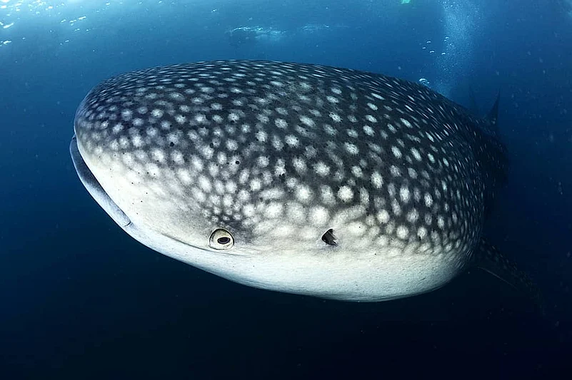 A whale shark in the Maamigli Reef