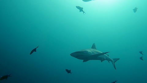 A grey reef shark in Rasdhoo Madivaru