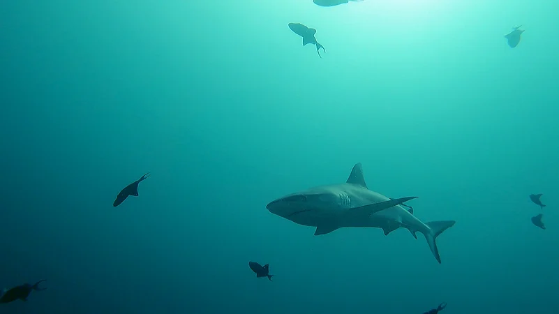 A grey reef shark in Rasdhoo Madivaru