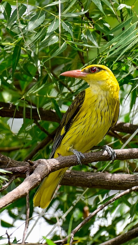 An Indian golden oriole