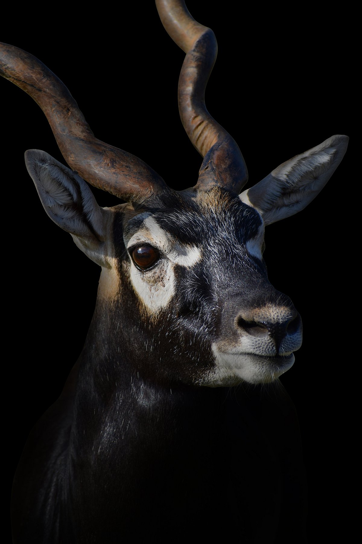 Shutterstock : A close-up of a male blackbuck