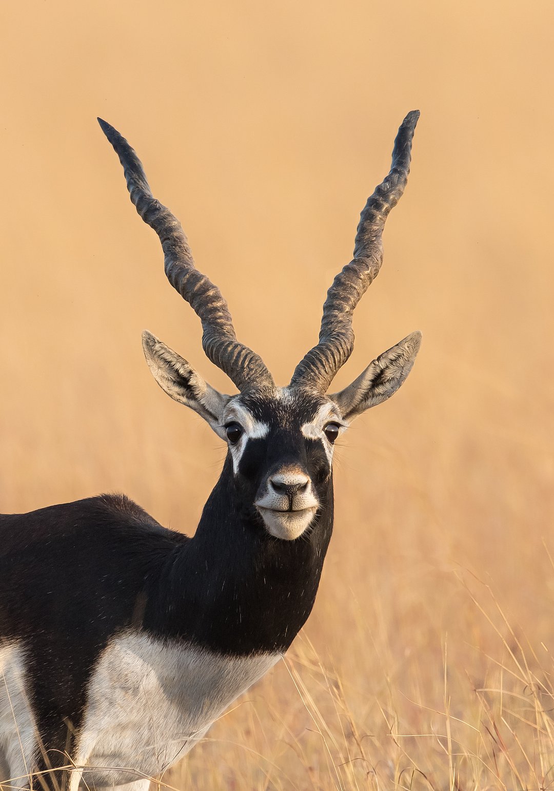 Male blackbuck at Blackbuck National Park, Velavadar