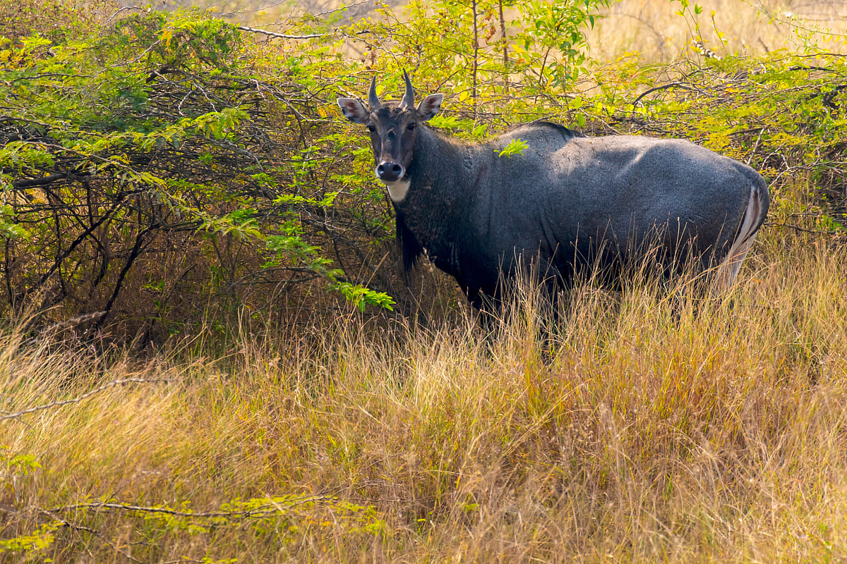 A sole nilgai at the Khijadiya Bird Sanctuary