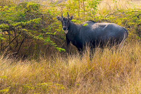 A sole nilgai at the Khijadiya Bird Sanctuary