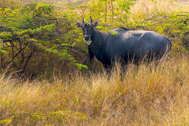 A sole nilgai at the Khijadiya Bird Sanctuary