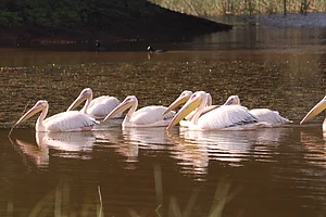 Johnson Varkey/Shutterstock : A squadron of great white pelicans at the Khijadiya Bird Sanctuary