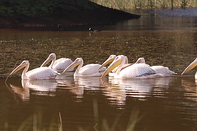 Johnson Varkey/Shutterstock : A squadron of great white pelicans at the Khijadiya Bird Sanctuary