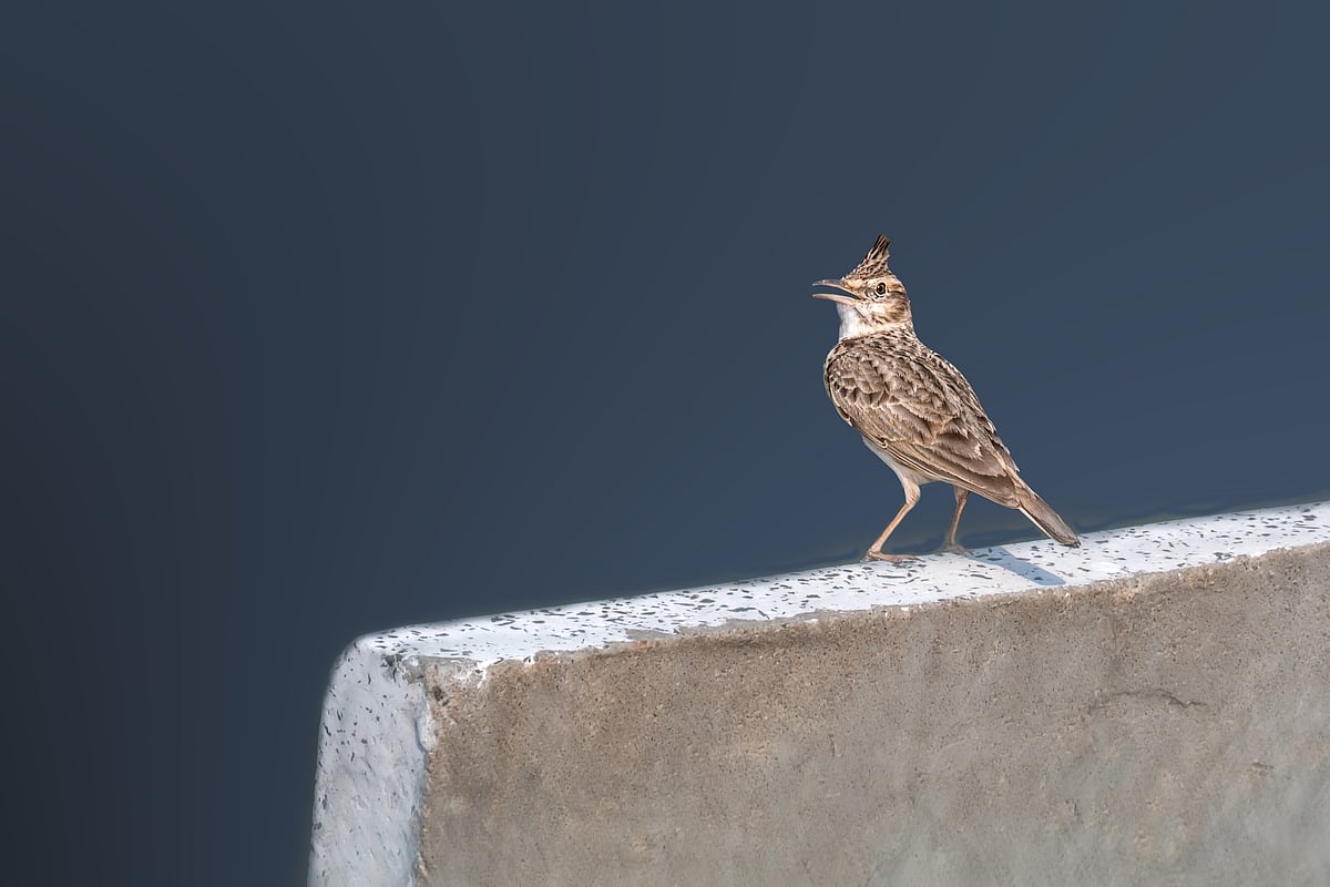 An oriental skylark at Khijadiya Bird Sanctuary. They are found in the Sino-Indian region and parts of central Asia