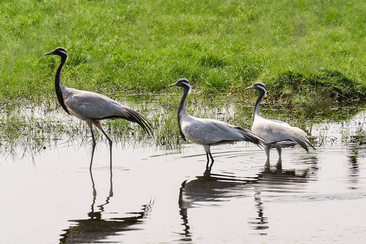 Demoiselle cranes are migratory birds whose habitats range from the Black Sea to Mongolia and Northeast China. Here are a few of them at the Khijadiya Bird Sanctuary