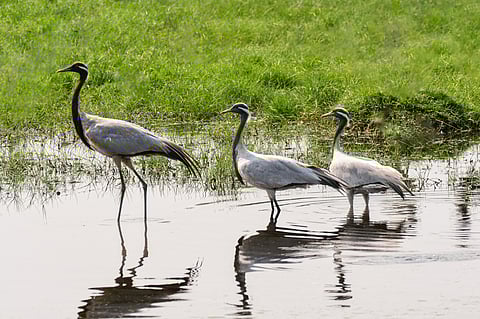 Demoiselle cranes are migratory birds whose habitats range from the Black Sea to Mongolia and Northeast China. Here are a few of them at the Khijadiya Bird Sanctuary