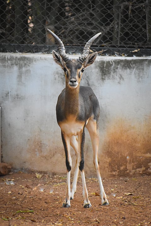 A blackbuck at Guindy National Park