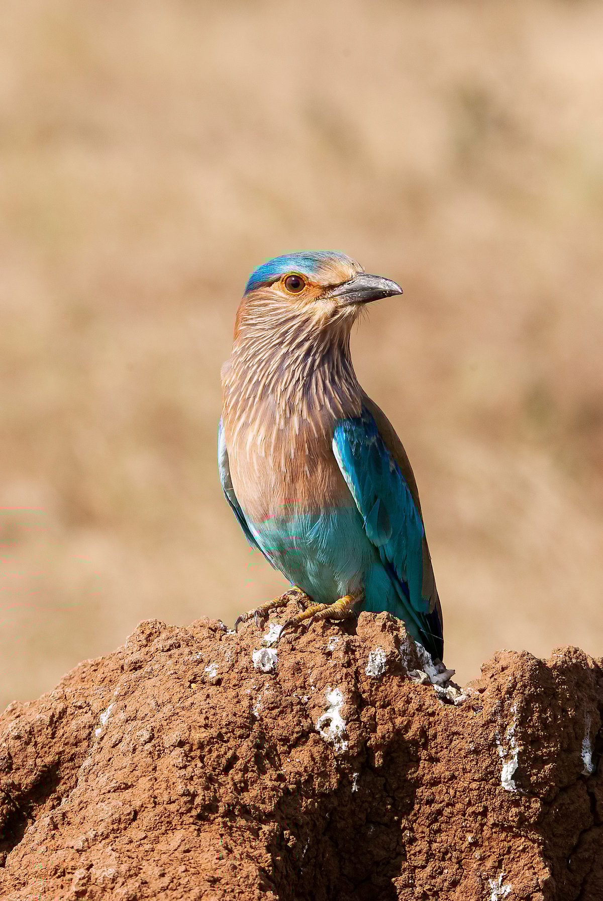 Shutterstock : An Indian roller on the outskirts of Bengaluru, Karnataka