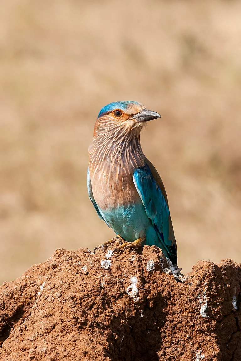 An Indian roller on the outskirts of Bengaluru, Karnataka - Shutterstock