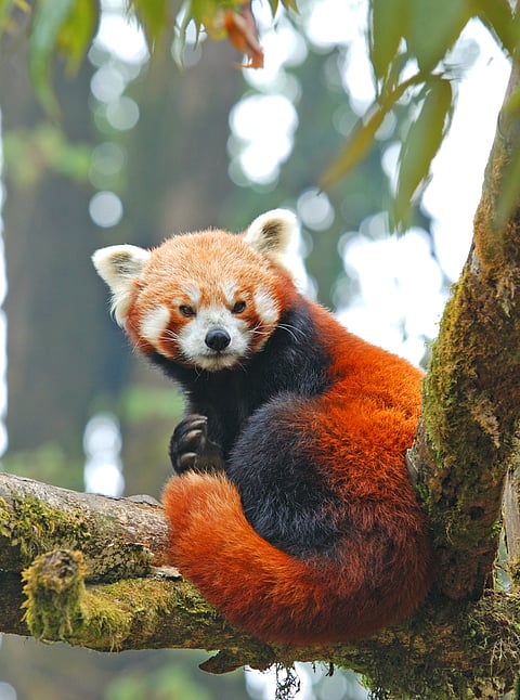 A shot of a red panda sitting on a tree