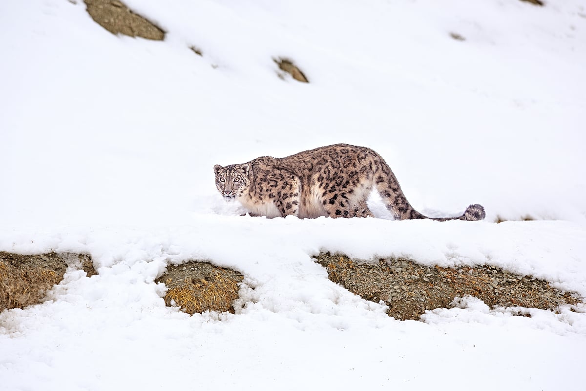 A snow leopard in Hemis National Park