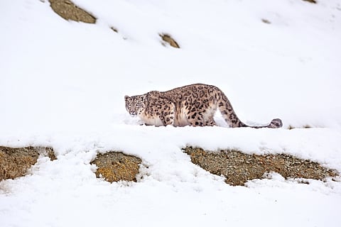 A snow leopard in Hemis National Park