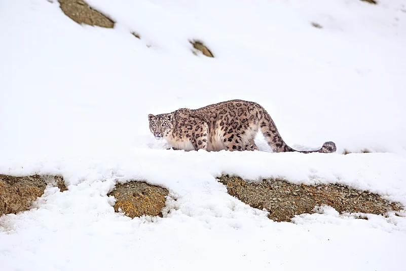 A snow leopard in Hemis National Park