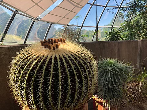 The Swiss botanical institution boasts one of the largest and most significant collections of succulents