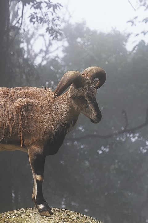 A shot of a blue sheep at Singalila National Park, West Bengal