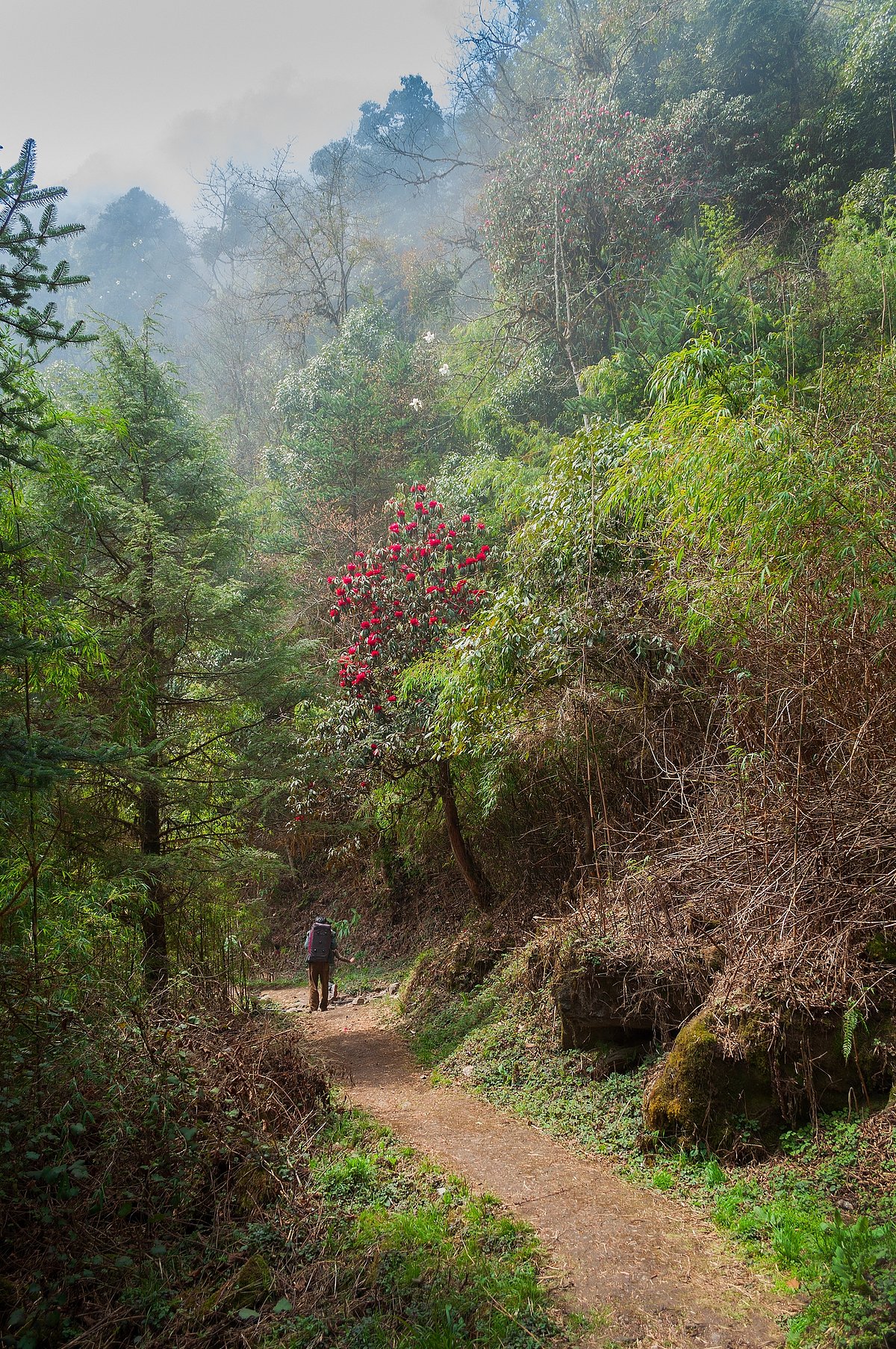 A trekker at the Barsey Rhododendron Sanctuary, Sikkim