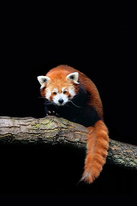 A beautiful shot of a red panda on a branch