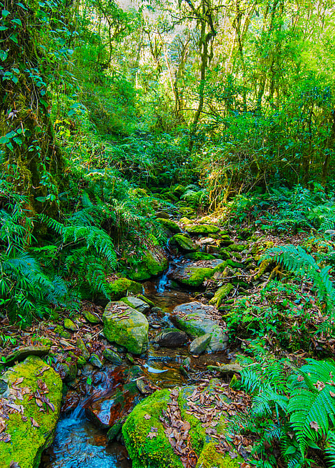 A stream flowing in the Neora Valley National Park