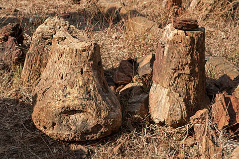 The petrified remains of tree trunks in Ghughwa National Fossil Park
