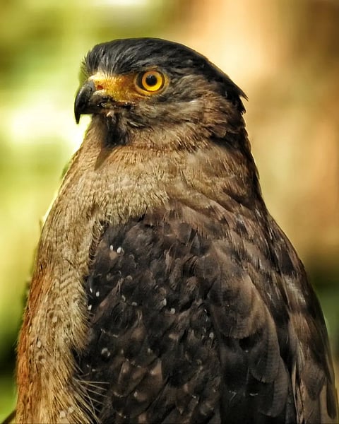 A crested serpent eagle in Simbalbara National Park 