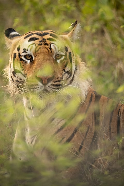 A tiger called Raka at the Tadoba-Andhari Tiger Reserve