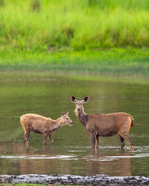 Sambar deer in Bandhavgarh National Park