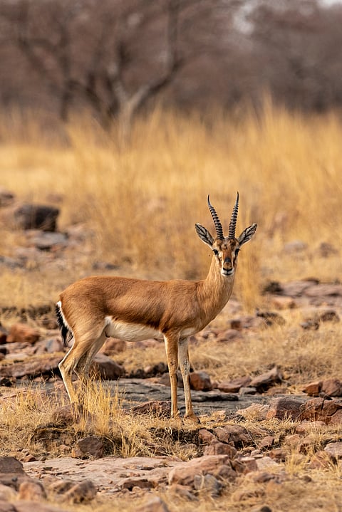 Leopards in the Kumbhalgarh Wildlife Sanctuary prey on chinkara, seen here