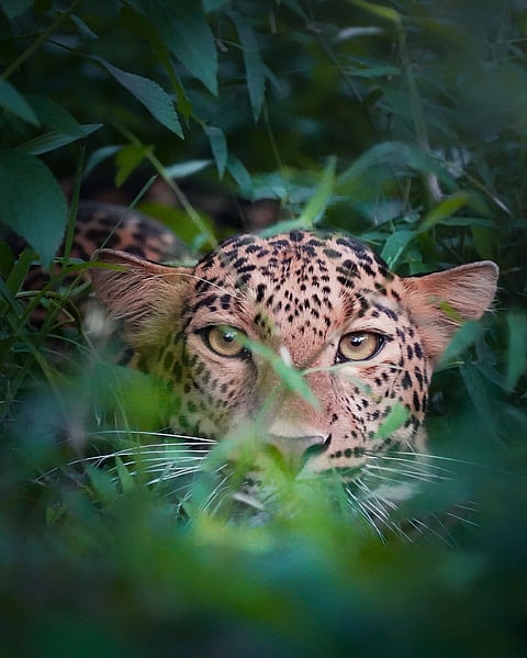 Close-up of a leopard in Bandipur National Park