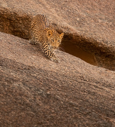 A leopard in Jawai, Rajasthan