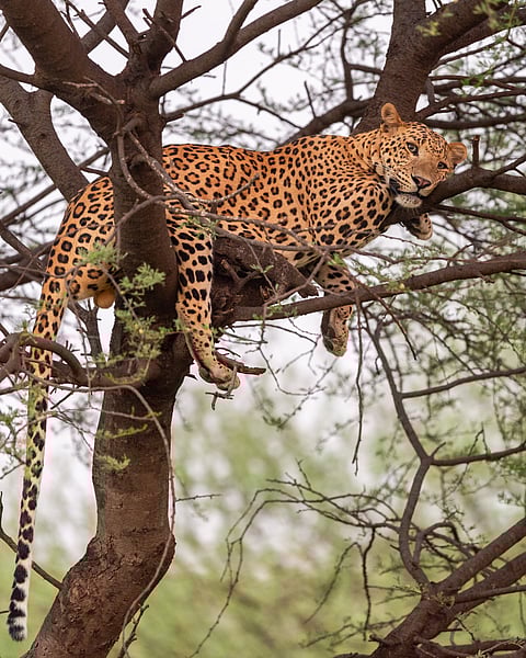 A leopard rests in a tree