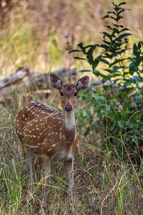 A chital in Satpura Tiger Reserve