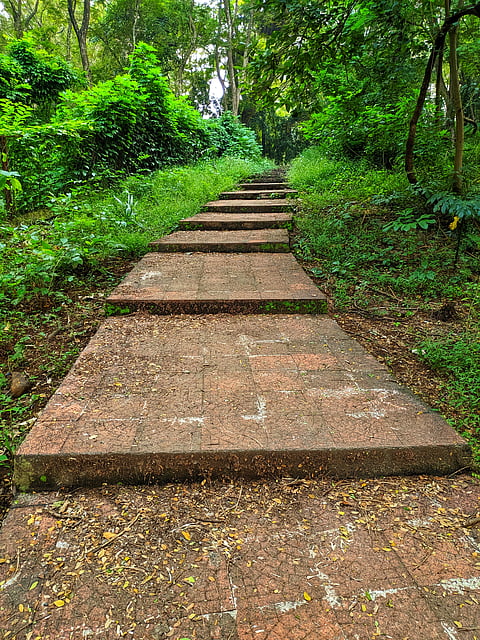 A pathway in Sanjay Gandhi National Park