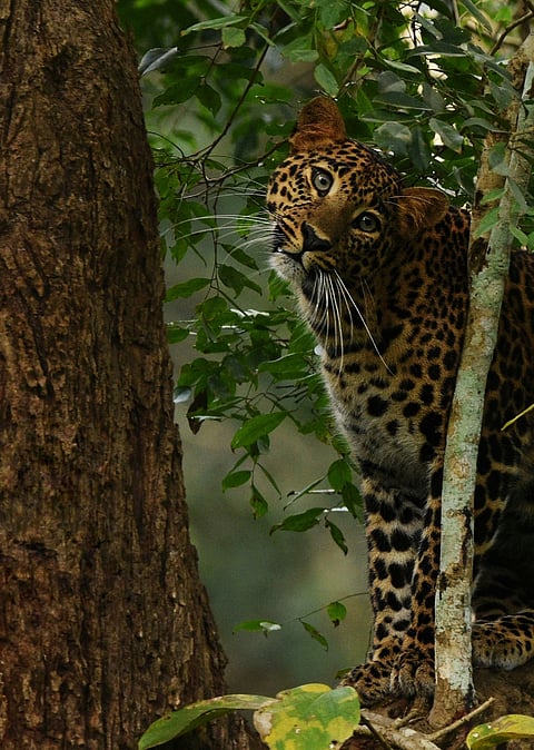 A leopard in Nagarahole National Park