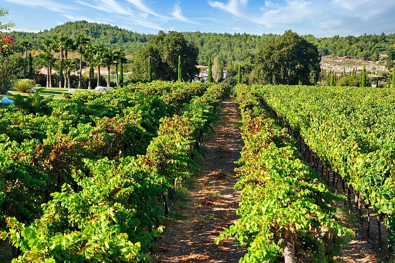 Vineyard in Urla, Izmir
