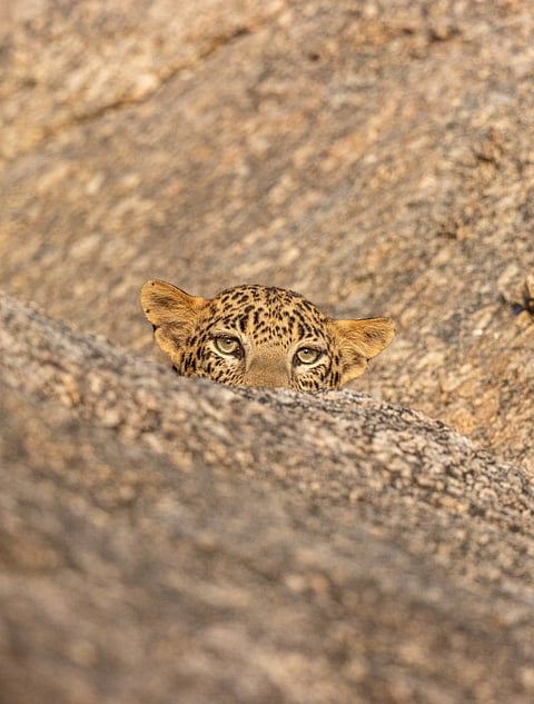 A leopard peeks out from a rock in Jawai, Rajasthan
