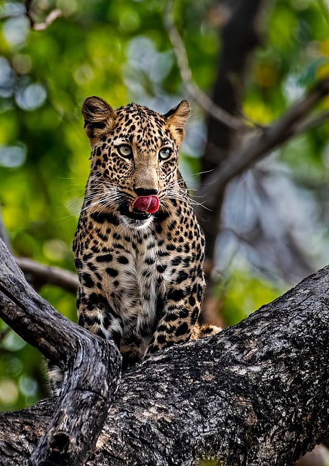 A leopard in Pench National Park