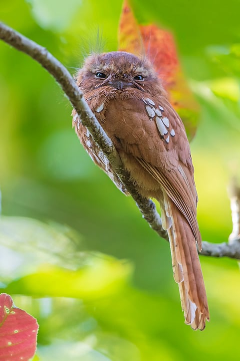 A shot of a groggy Hodgson’s Frogmouth