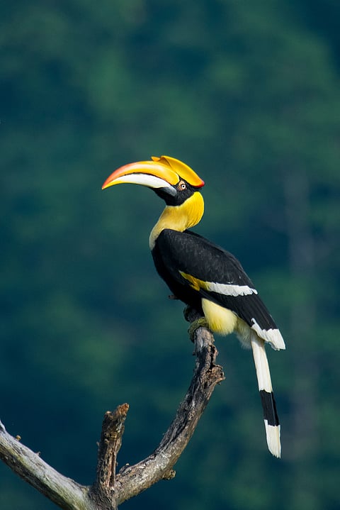 The beautiful Great Hornbill sitting on a single branch